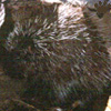 porqupine
