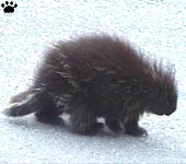 porcupine