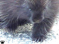 porcupine