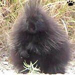 porcupine