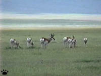 pronghorn