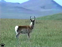 pronghorn