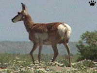 pronghorn