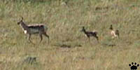 pronghorn