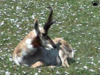 pronghorn