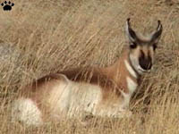 pronghorn