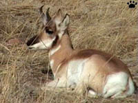 pronghorn