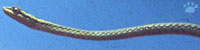 arrowsnake