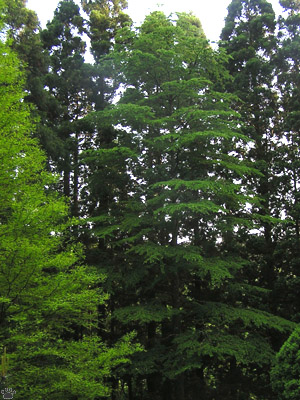 tree