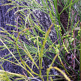 fern