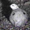 ptarmigan