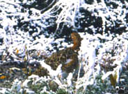 grouse