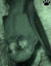 bat