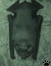 bat