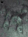 bat
