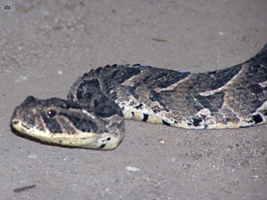snake