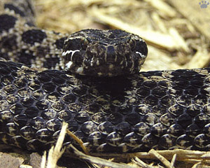 snake