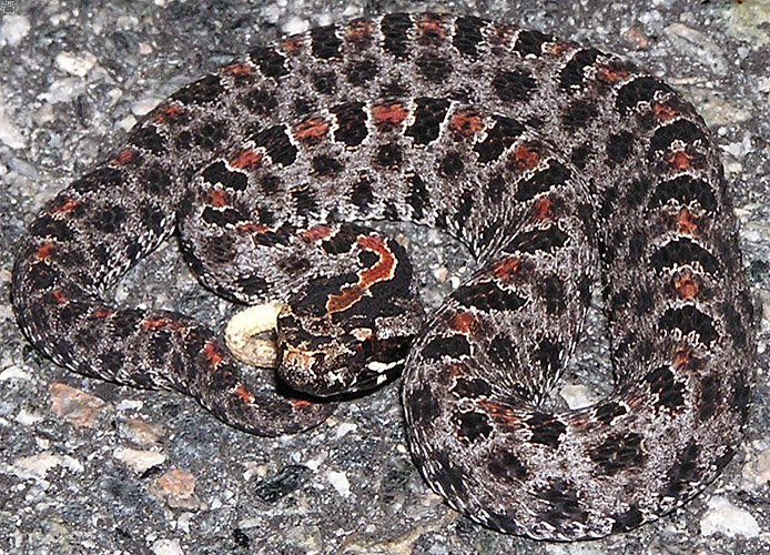snake