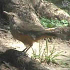 bird