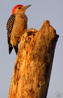 bird