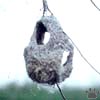 nest