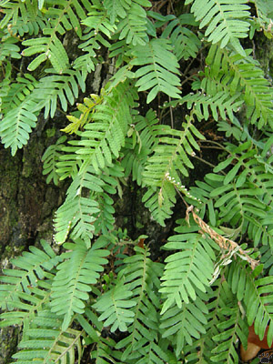 fern