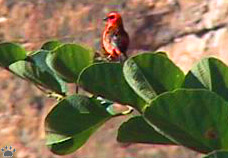 bird