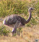 bird