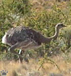 bird