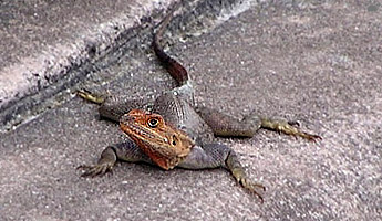 lizard
