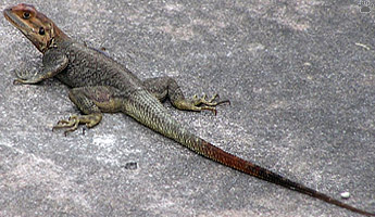 lizard
