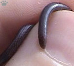 snake
