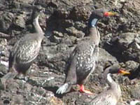 bird