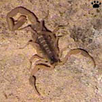 scorpion