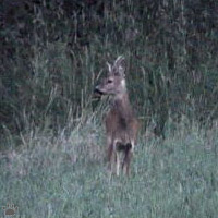 deer