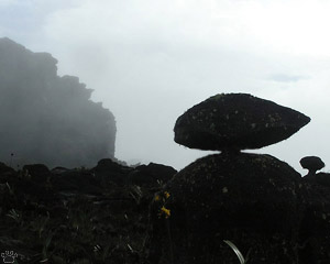 view