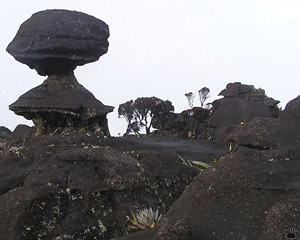 view