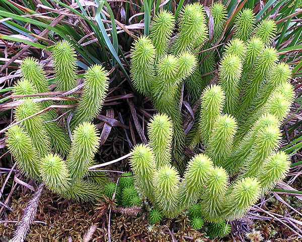 plant