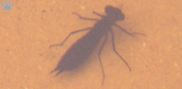 larva