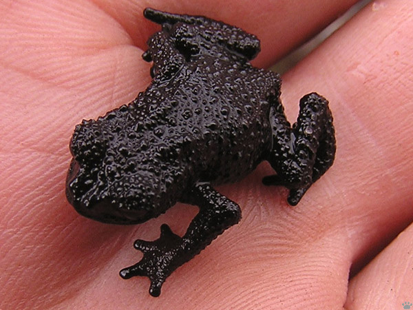 frog