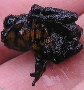 frog