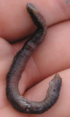 leech