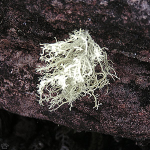 lichen