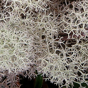 lichen