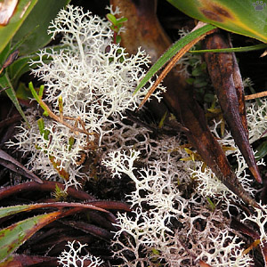 lichen