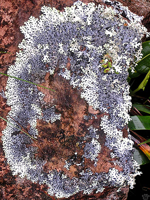 lichen