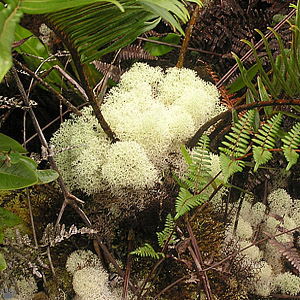 lichen