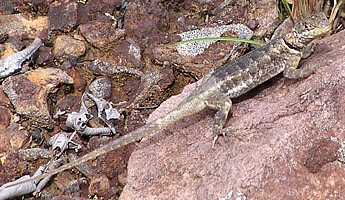 lizard