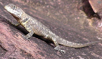 lizard