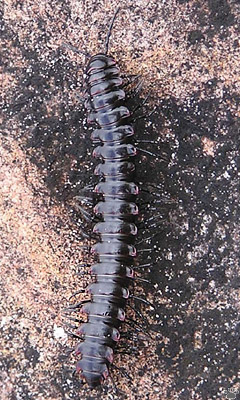 millipede
